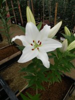 [4427 PO25 Fortesa No02.JPG]